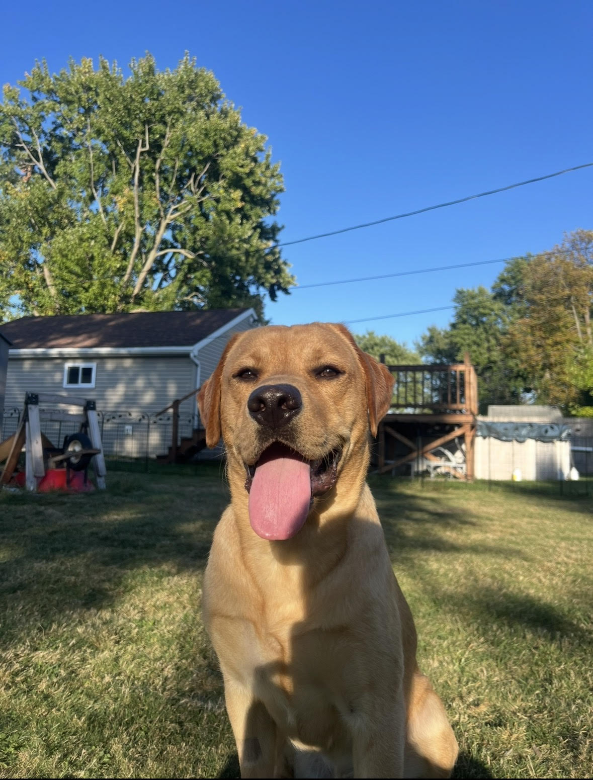 Remy smiling in the backyard